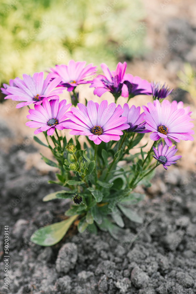 Lilac flowers of osteospermum in summer in the garden