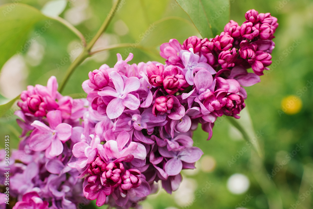 Flowering branch of lilac spring in the garden Flowering branch of lilac spring in the garden