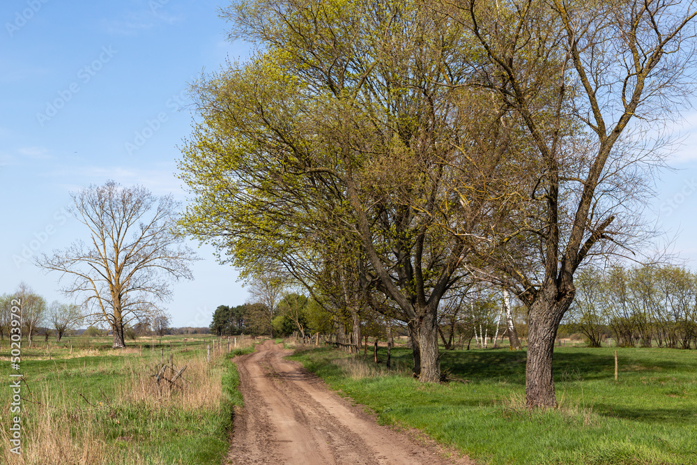 Najpiękniejsza majowa zieleń , Podlasie, Polska Najpiękniejsza majowa zieleń , Podlasie, Polska