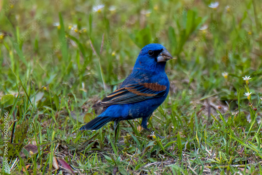 blue grosbeak blue grosbeak