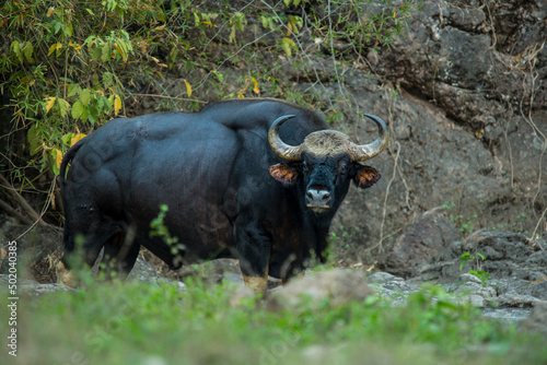 gaur standing in the grassland
 photo