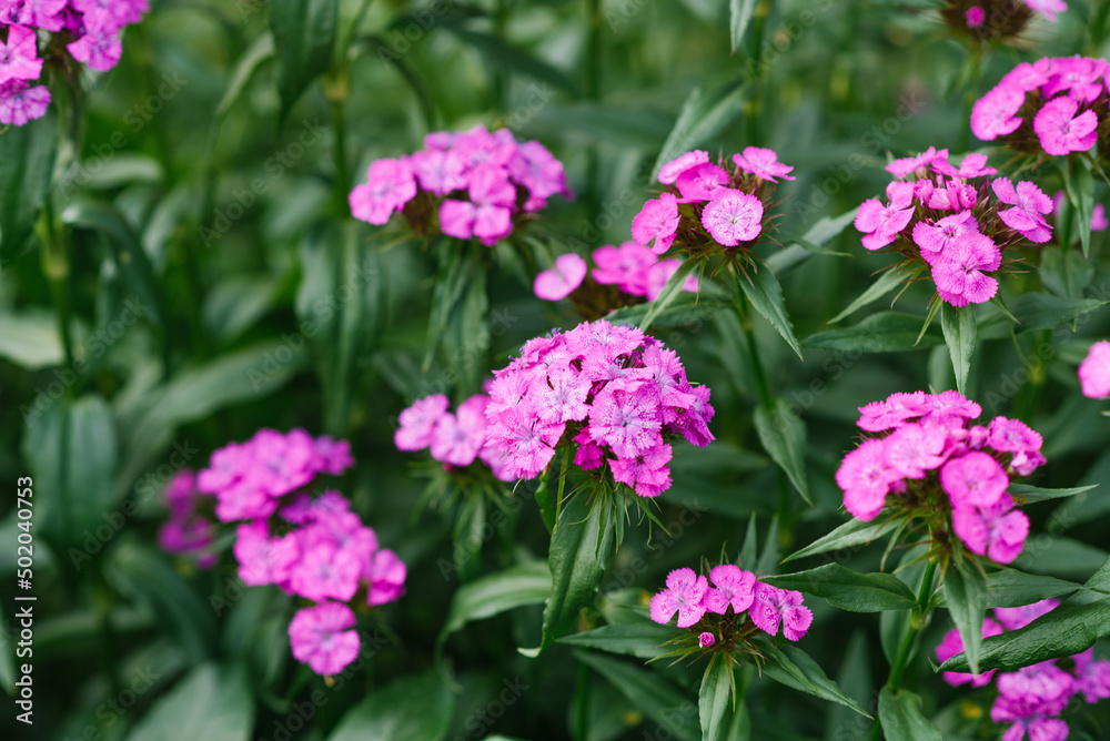 Beautiful bright pink flowers of Turkish carnation in the summer garden