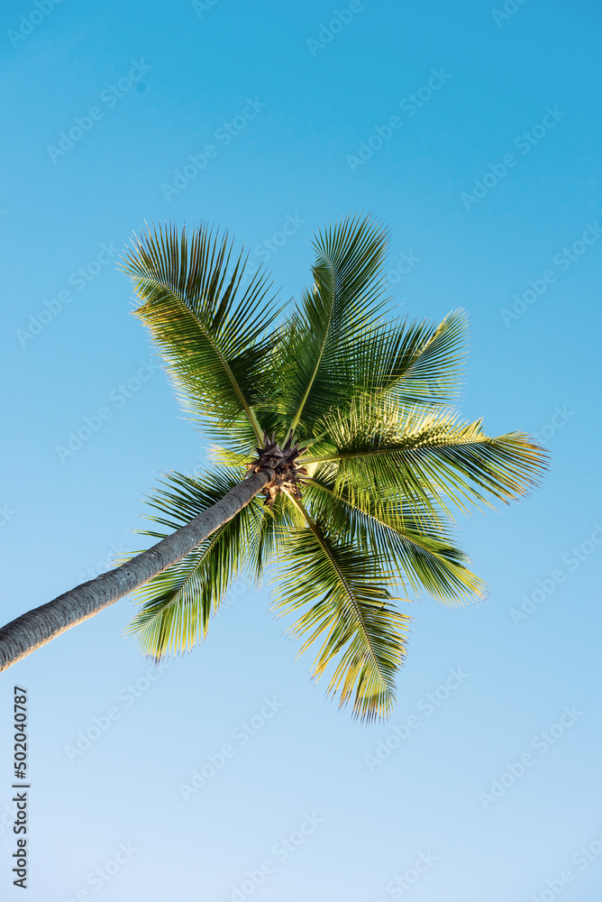 Palm tree and sky Palm tree and sky