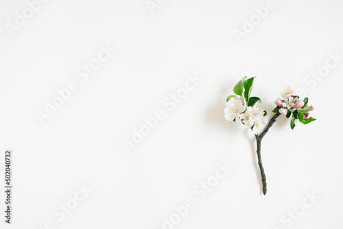 Small sprig of apple tree with white flowers on a white background with copy space. Creative greeting card. Flat lay, top view