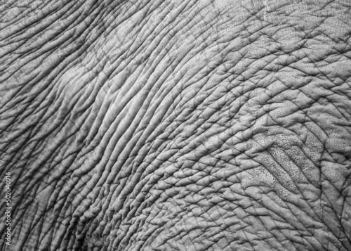elephant skin texture