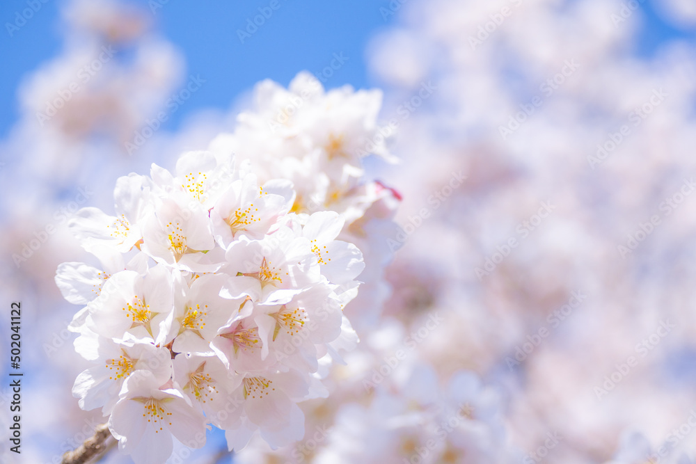和らぎの道の桜 和らぎの道の桜