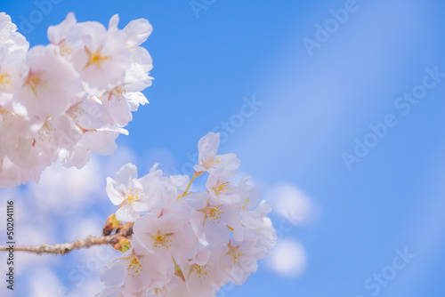 和らぎの道の桜