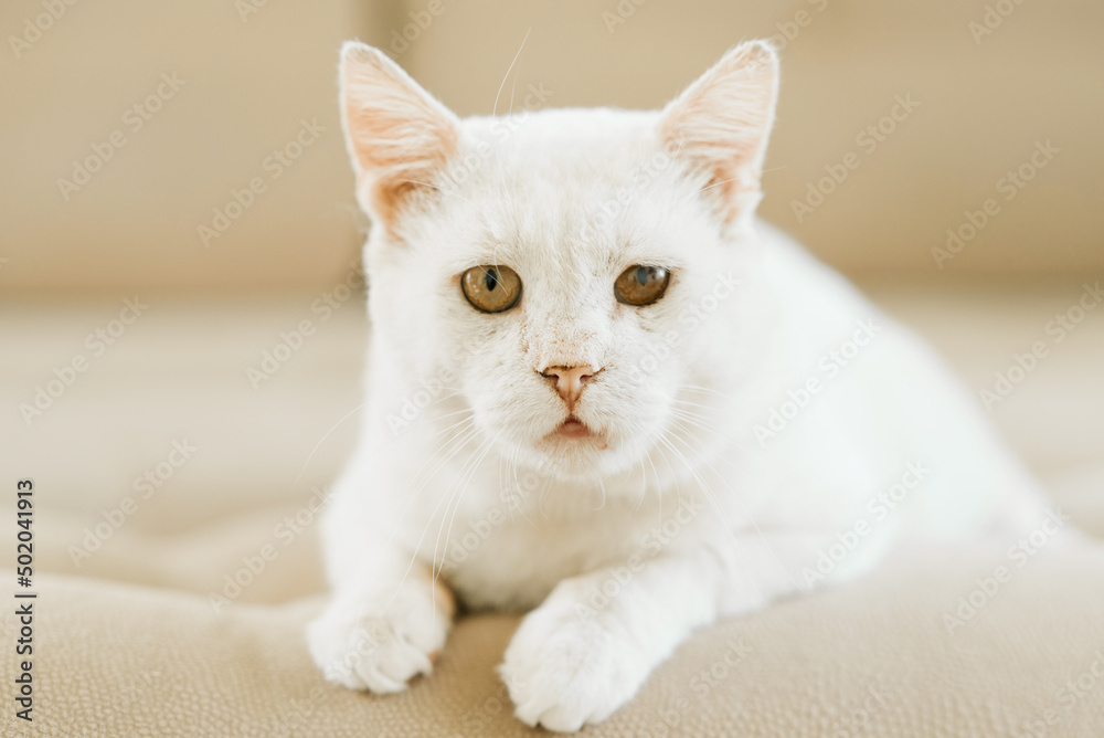 A white cat, who was sheltered with a sore eye, is lying on the couch A white cat, who was sheltered with a sore eye, is lying on the couch