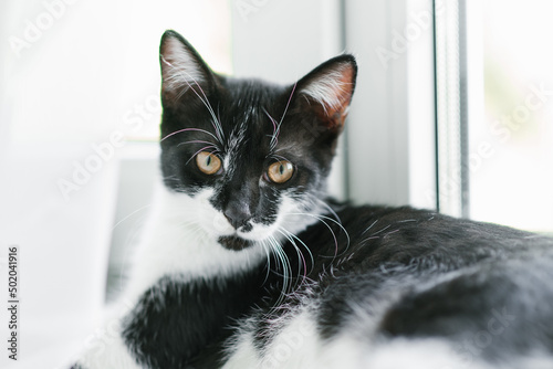 A beautiful young kitten of black and white color is sitting on the window. Home favorite pet