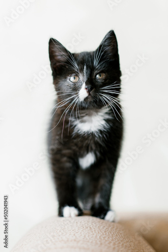 A small black cat with white spots is sitting on the sofa and looking up attentively