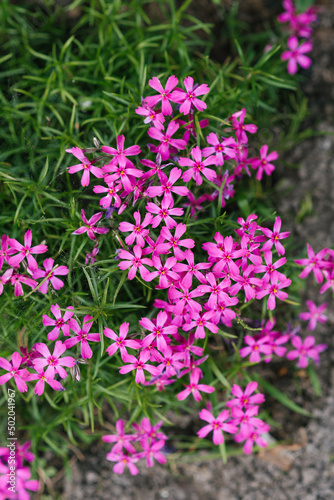 The phlox is awl-shaped. The small flowers are pink with very bright specks in the center.