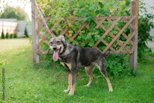 The dog walks in the summer in a public park on a leash. The concept of pets and responsibility and care for pets