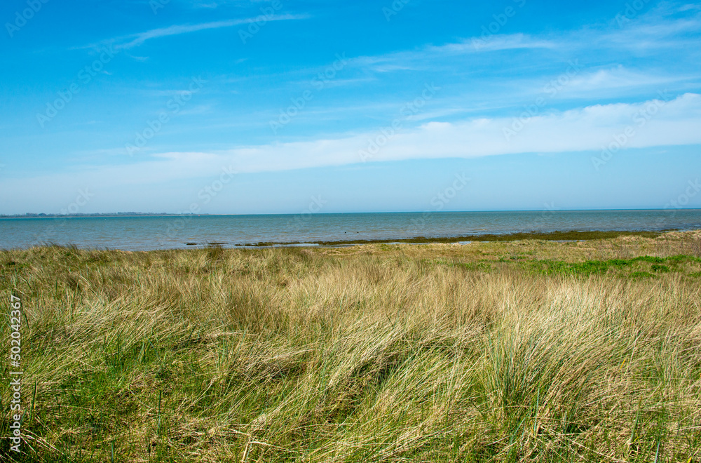 Oyat, Ammophila arenaria, Baie des Veys, Pointe de Brévands, Parc Naturel Régional des Marais du Cotentin et du Bessin, Manche, 50 Oyat, Ammophila arenaria, Baie des Veys, Pointe de Brévands, Parc Naturel Régional des Marais du Cotentin et du Bessin, Manche, 50