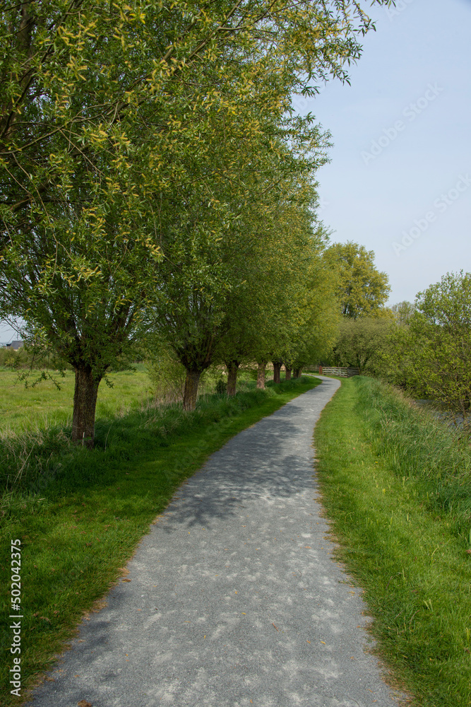 Saule têtard, Les marais des Ponts d'Ouve, Parc Naturel Régional des Marais du Cotentin et du Bessin, Normandie, Manche, 50
