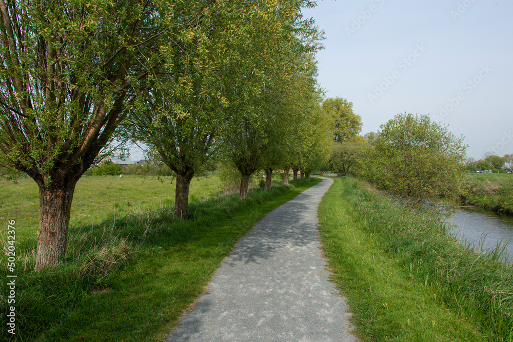 Saule têtard, Les marais des Ponts d'Ouve, Parc Naturel Régional des Marais du Cotentin et du Bessin, Normandie, Manche, 50 Saule têtard, Les marais des Ponts d'Ouve, Parc Naturel Régional des Marais du Cotentin et du Bessin, Normandie, Manche, 50