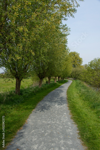 Saule têtard, Les marais des Ponts d'Ouve, Parc Naturel Régional des Marais du Cotentin et du Bessin, Normandie, Manche, 50 © JAG IMAGES