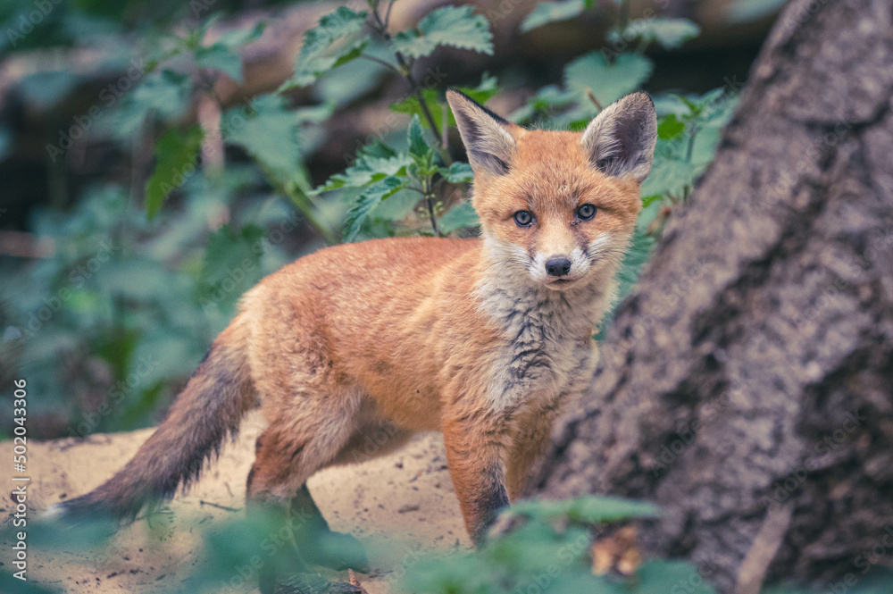 Obraz premium Füchse in Berliner Stadtpark