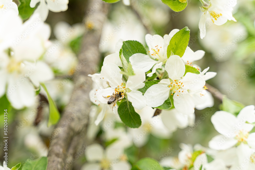 Obraz premium A flying honey bee pollinating apple blossoms. Selected focus.