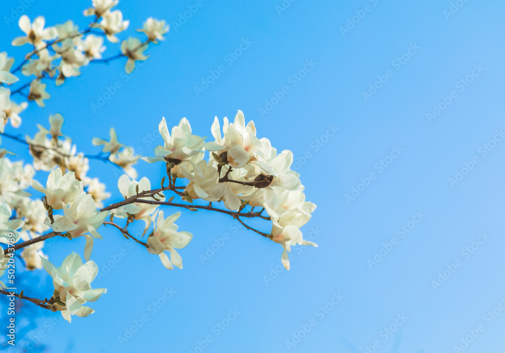 spring blossom spring blossom