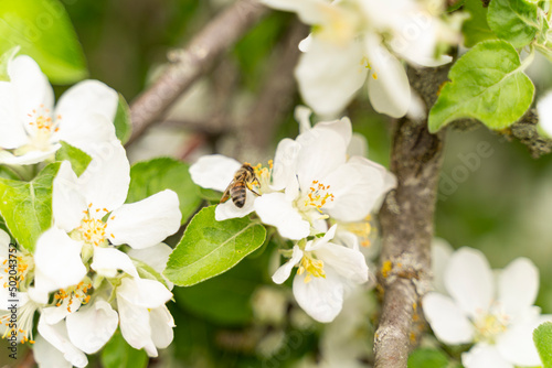 A flying honey bee pollinating apple blossoms. Selected focus. © Valentina