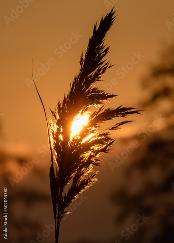 sunset in the field
