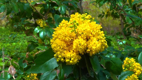 Oregon grape or holly-leaved barberry (Mahonia aquifolium), inflorescence with small yellow flowers photo