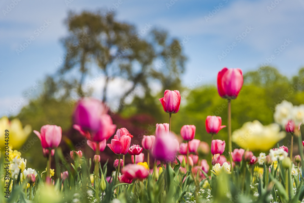 Fototapeta premium Amazing tulip flowers blooming in a field, against a blue sky.
