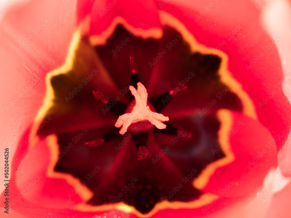Red tulip flower close up. red tulip.