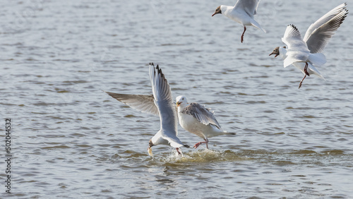 two seagulls in flight © Photop