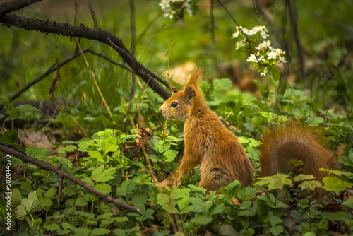 Young playful curious squirrel in the park