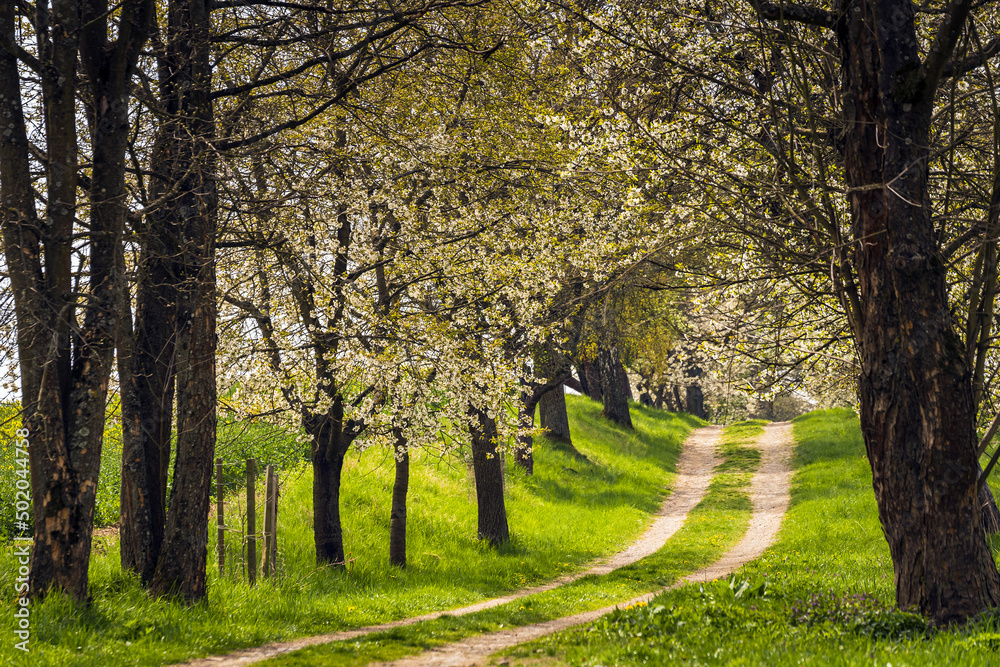 Fototapeta premium Blossoming cherry alley with a dirt road in spring time.