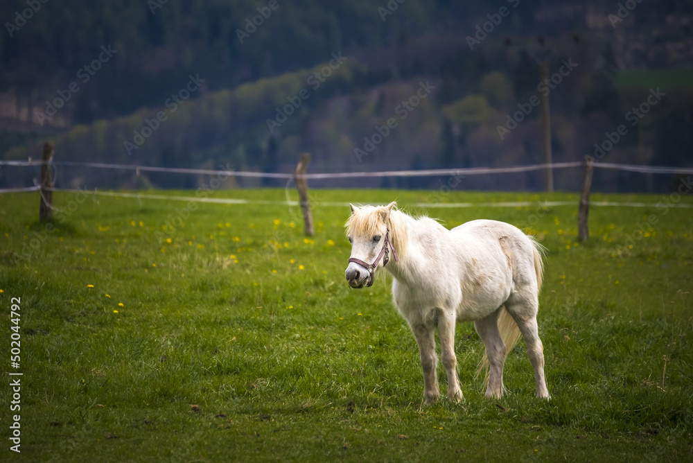 White horse standing in a meadow with dandelions White horse standing in a meadow with dandelions