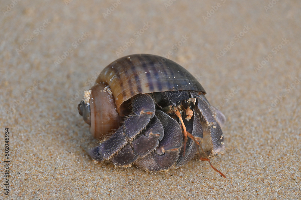 A big hermit crab, nearly extinct animal, in a brown sea shell on a beautiful tropical white sand beach.