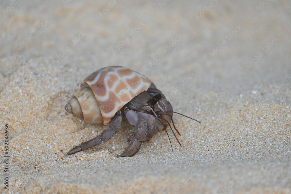 A colourful hermit crab, nearly extinct animal, in a sea shell walking on a beautiful tropical white sand beach. A colourful hermit crab, nearly extinct animal, in a sea shell walking on a beautiful tropical white sand beach.