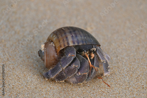 A big hermit crab  nearly extinct animal  in a brown sea shell on a beautiful tropical white sand beach.