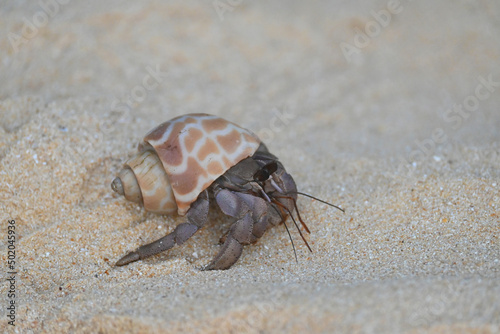 A colourful hermit crab, nearly extinct animal, in a sea shell walking on a beautiful tropical white sand beach.