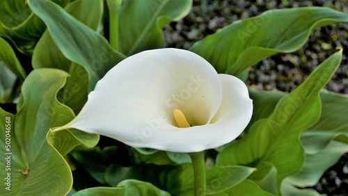 Beautiful white flowers of Zantedeschia aethiopica also known as calla lily