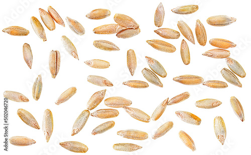 Organic rye grains isolated on a white background, top view.