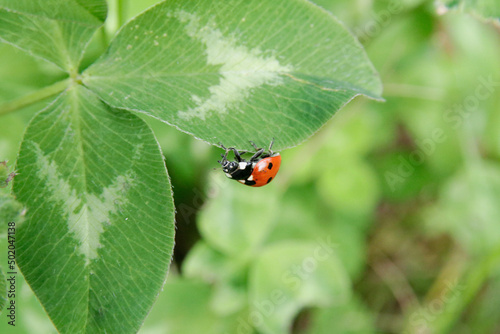ladybug