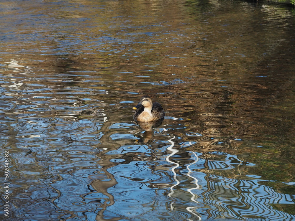 Fototapeta premium 川