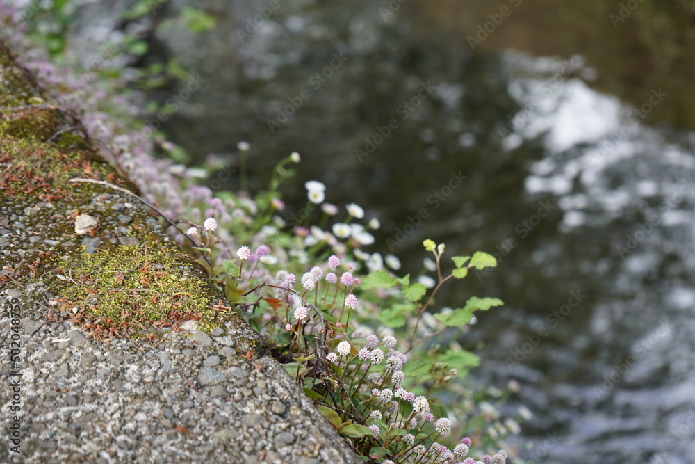 川沿い 川沿い