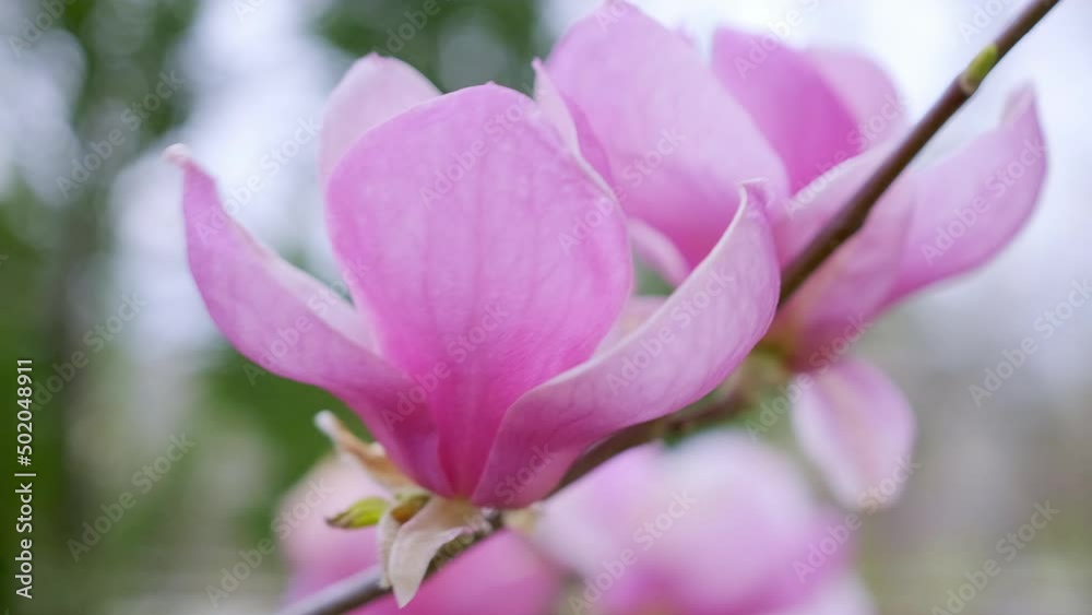 Beautiful pink flower of blooming magnolia tree on a branch close up. Beautiful pink flower of blooming magnolia tree on a branch close up.
