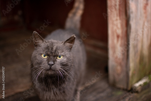 Böse Katze dunkel grau 