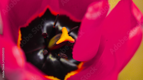 Red and yellow tulips. Beautiful wallpaper with tulip.
