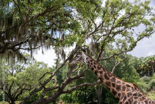 Photography giraffe in the savannah
