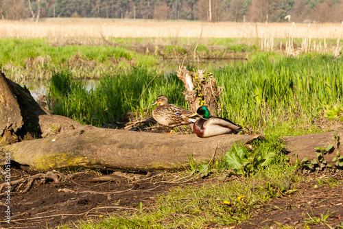 Kaczki krzyżówki nad rzeką 