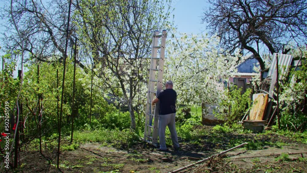 The farmer cuts the trees in the garden. Agriculture. Agronomist on a collective farm. The worker works on the farm. Agriculture concept. Business Farm, Spring The farmer cuts the trees in the garden. Agriculture. Agronomist on a collective farm. The worker works on the farm. Agriculture concept. Business Farm, Spring