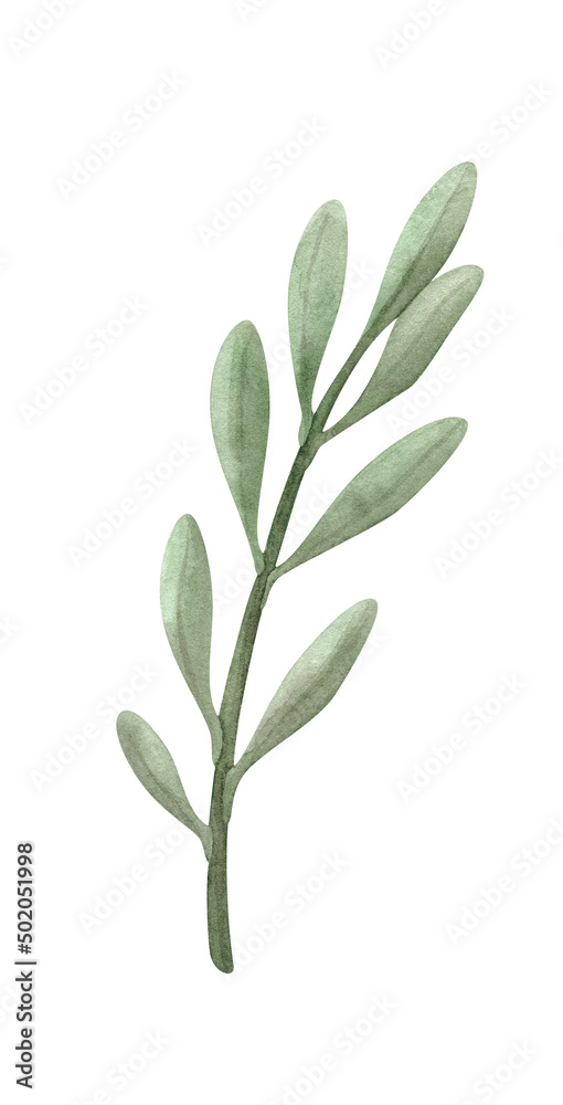 Watercolor illustration of a twig with leaves . Delicate green stem of dried protea flower. Boho clipart of a withered plant isolated on a white background. Handpainted Botany