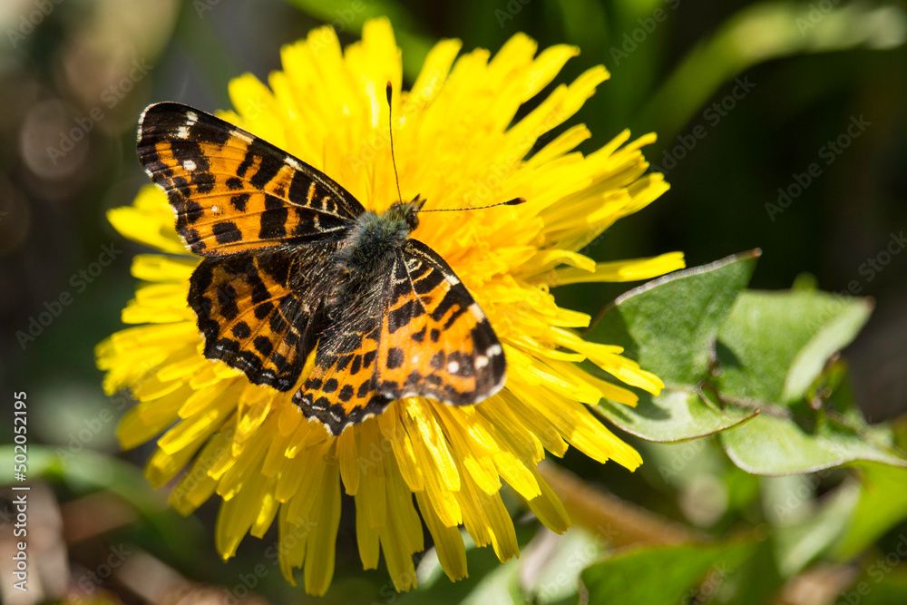 Landkärtchen auf einer Löwenzahnblüte Landkärtchen auf einer Löwenzahnblüte