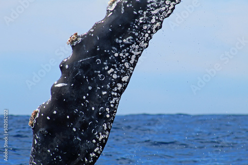detail of the fin of a whale photo